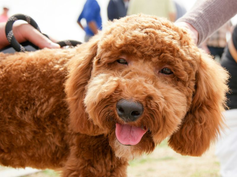 Flaffi, Oma's zweiter Hund, jetzt seid ihr wieder zusammen
